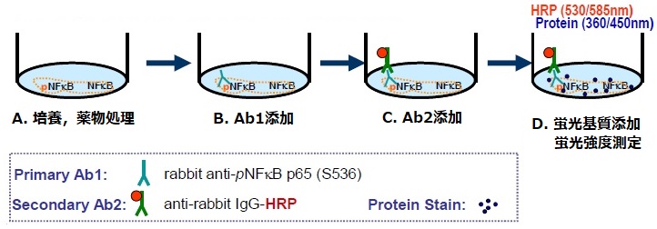 リン酸化NFκK測定原理