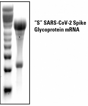 Spike_Glycoprotein_mRNA