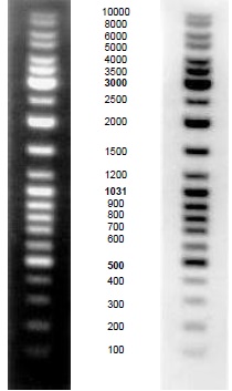 GeneRuler Biotinylated DNA Ladder