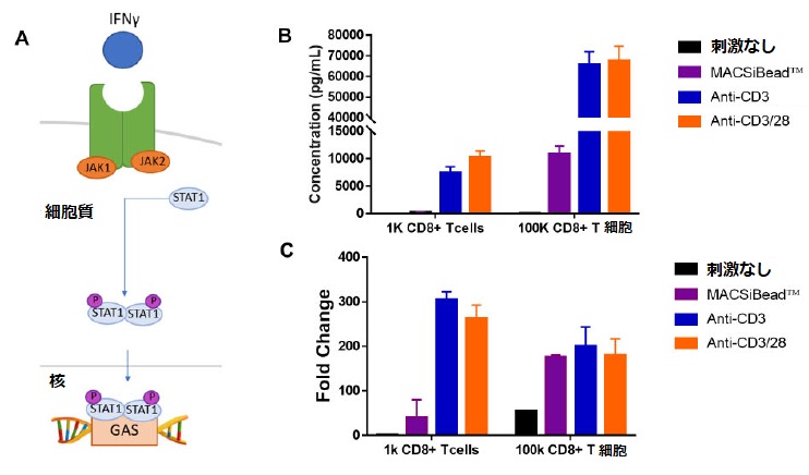 IFNγ-JAK-STAT経路を利用したCD8<sup>+</sup> T細胞の刺激の評価