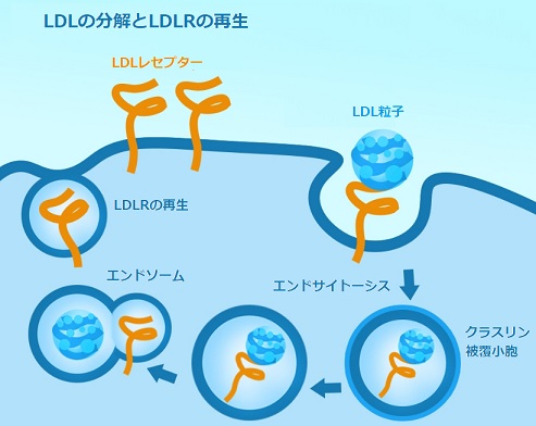LDLの分解とLDLRの再生