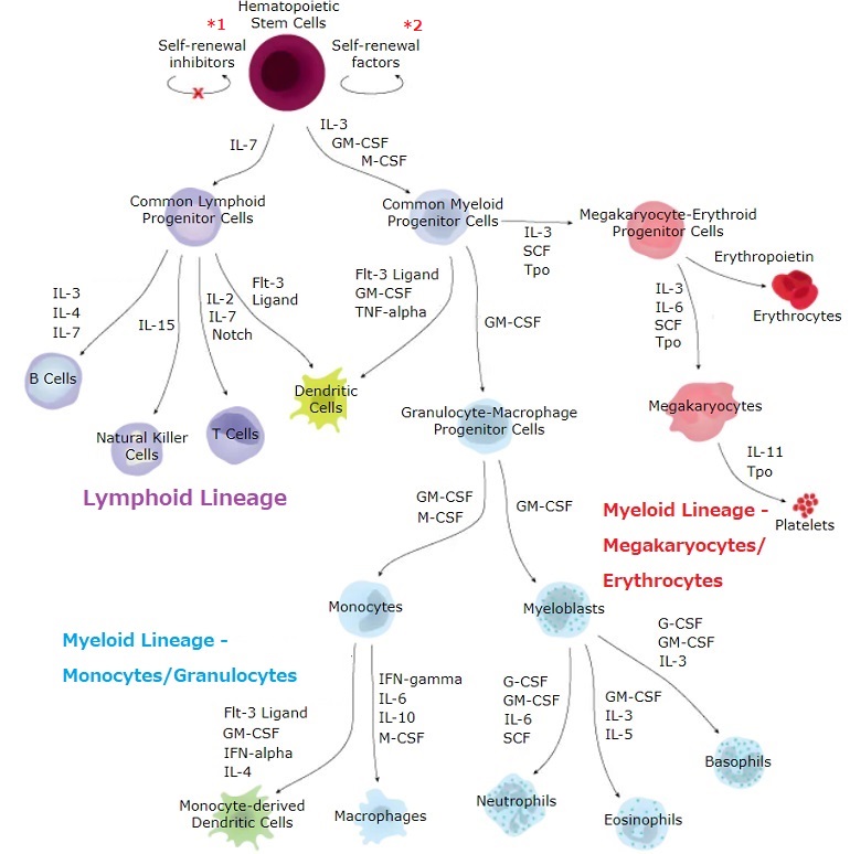 造血幹細胞分化経路と系統特異的マーカー