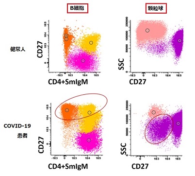 COVID-19，原発性免疫不全症研究に有用なフローサイトメトリー用プレ 