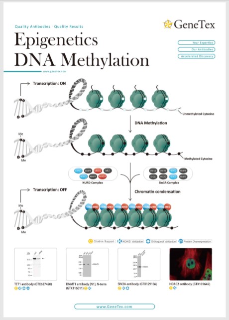 DNAメチル化（DNA Methylation）関連抗体の紹介フライヤー
