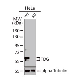 Anti-DNMT1, N-term antibody [N1]（#GTX116011）を用いたウエスタンブロッティング像