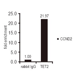 Anti-SIN3A antibody（#GTX129156）を用いたウエスタンブロッティング像