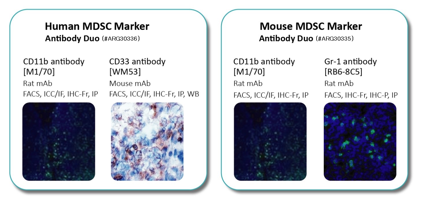 MDSC Marker Antibody Duoの使用例