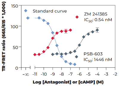 内在性Gs共役型アデノシンA2a受容体を発現するU266B1細胞におけるアンタゴニスト濃度-反応曲線