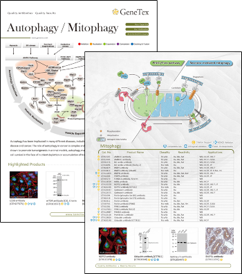 Autophagy-Mitophagy-flyer