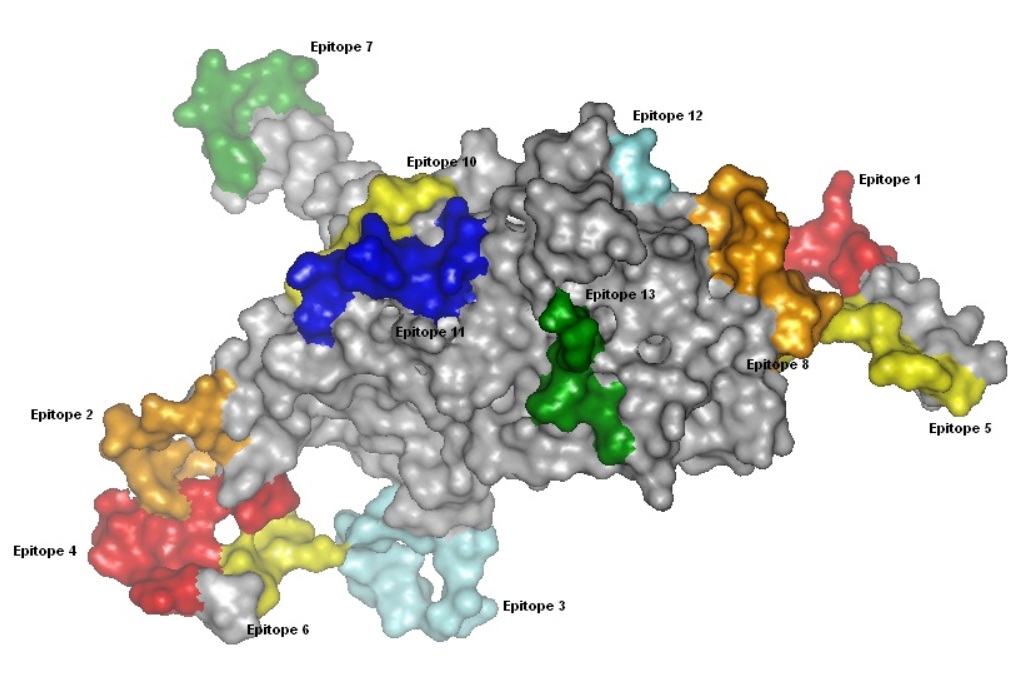 ヒト乳頭腫ウイルスの後期カプシドタンパク質L1のB細胞エピトープ