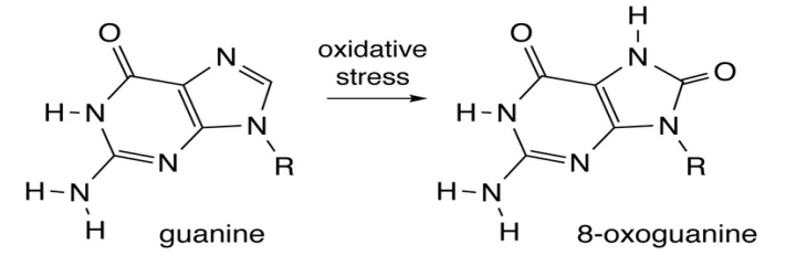 グアニンから8-オキソグアニンへの酸化