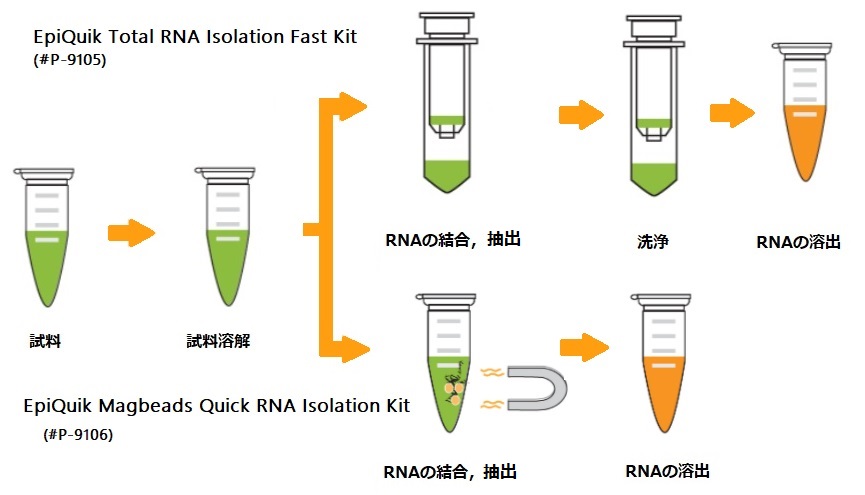 EpiQuik RNA Isolation Kitワークフロー