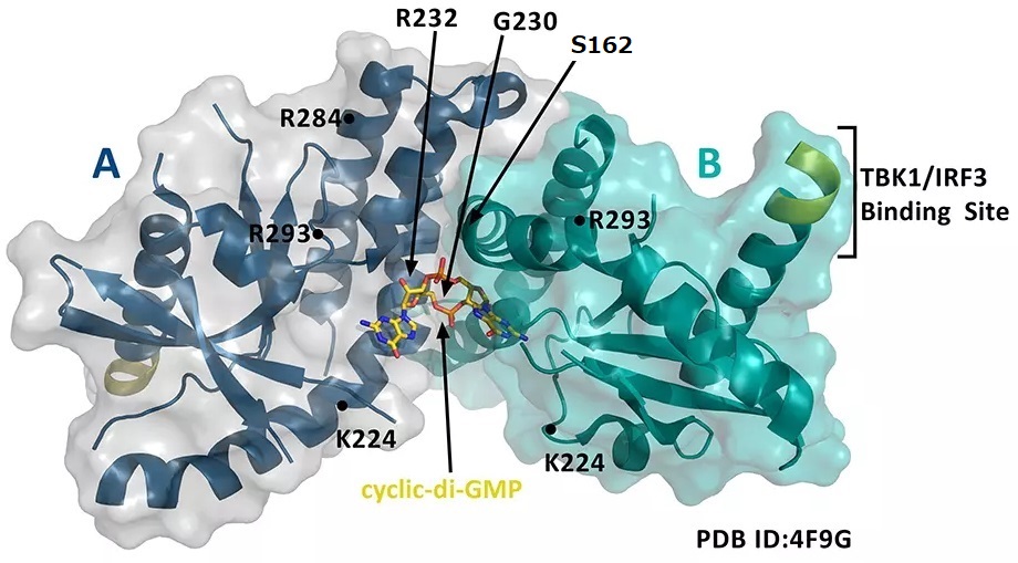 cyclic-di-GMPに結合したSTINGダイマー