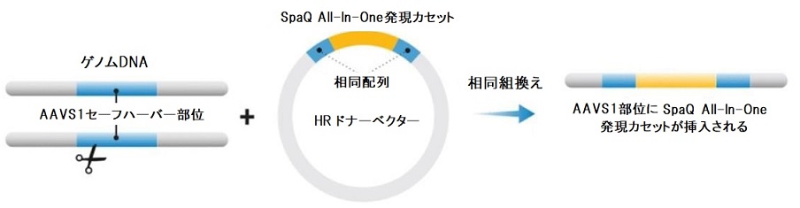 AAVS1部位へのSparQ All-Ine-One Expression Cassetteのノックイン