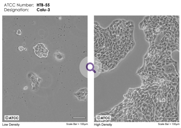 Calu-3（ATCC<sup>®</sup>、No. HTB-55）細胞
