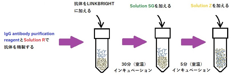 LINKBRIGHT Amine IgG Antibody Conjugation Kit操作方法概略