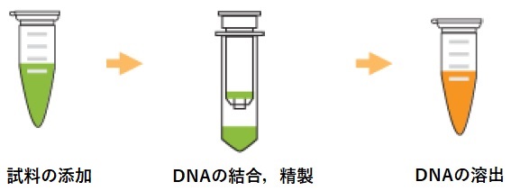 EpiQuik DNA Clean and Concentrator Kitのワークフロー