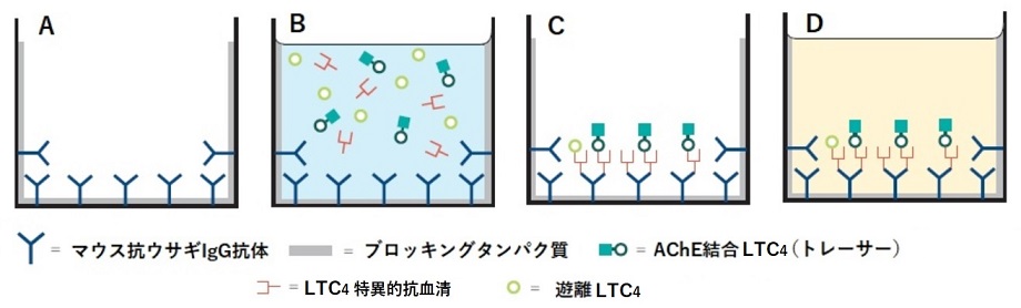 Leukotriene E4 ELISA Kitの操作方法概略