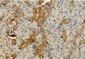 抗リン酸化IRE1（Ser724）抗体（#AF7150、1/100希釈）＋HRP標識抗ウサギIgG抗体を用いたラット腎臓組織パラフィン包埋切片の免疫組織染色像