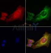 抗リン酸化IRE1（Ser724）抗体（#AF7150、1/200希釈）＋マウス抗β-チューブリン抗体(#T0023、1/200)、およびAlexa Fluor 594標識ヤギ抗ウサギIgG(H+L)抗体（赤）とAlexa Fluor 488標識ヤギ抗マウスIgG(H+L)抗体（緑）、DAPI（核、青）を用いた3T3細胞の免疫蛍光染色像