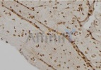 抗リン酸化IRE1（Tyr628）抗体（#AF7151、1/100希釈）＋HRP標識ヤギ抗ウサギIgG抗体を用いたマウス脳組織パラフィン包埋切片の免疫組織染色像