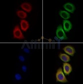 抗IRE1抗体（#AF7651、1/200希釈）＋マウス抗β-チューブリン抗体(#T0023、1/200)、およびAlexa Fluor 594標識ヤギ抗ウサギIgG(H+L)抗体（赤）とAlexa Fluor 488標識ヤギ抗マウスIgG(H+L)抗体（緑）、DAPI（核、青）を用いたHeLa細胞の免疫蛍光染色像