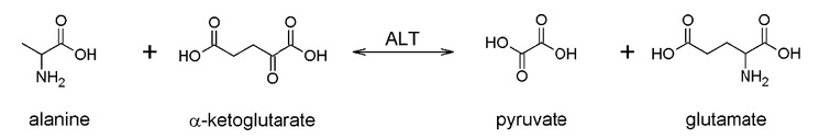 アラニンアミノトランスフェラーゼ（ALT）反応原理