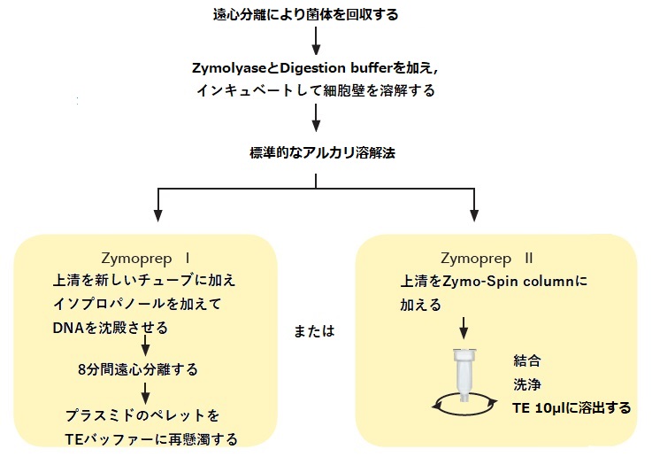 Zymoprep Yeast Plasmid Miniprep Kitの操作方法概略