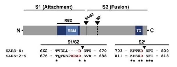 SARSおよびSARS-Cov-2のスパイクタンパク質（S）のドメイン構造