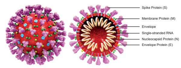 コロナウイルスの構造