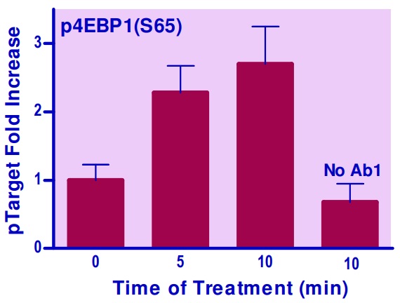 NIH 3T3細胞中の4EBP1（S65）のリン酸化誘導の測定例