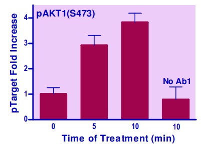 NIH 3T3細胞中のAKT1（S473）のリン酸化誘導の測定例