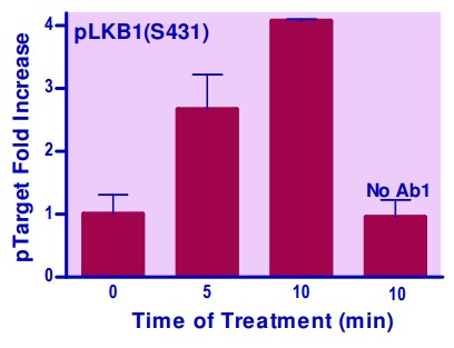 NIH 3T3細胞中のLKB1（S431）のリン酸化誘導の測定例