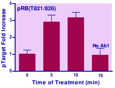 NIH 3T3細胞中のRB（T821/826）のリン酸化誘導の測定例