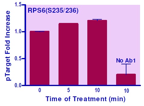 NIH 3T3細胞中のRPS6（S235/236）のリン酸化誘導の測定例