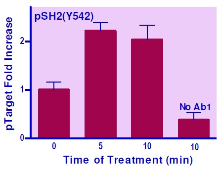 NIH 3T3細胞中のSHP2（Y542）のリン酸化誘導の測定例