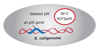 E.coli [M13 K07ΔpⅢ]