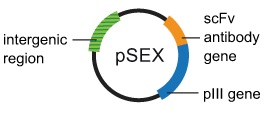 pSEX Phagemid（antibody gene library）