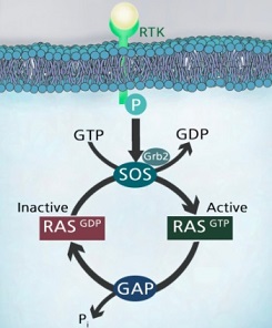 図2. 細胞内のRASの2つの異なる状態