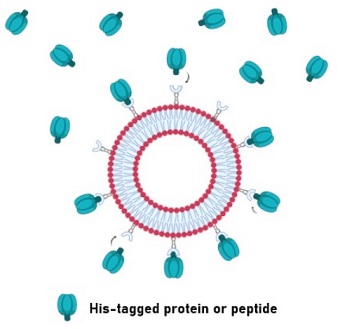 Hisタグ融合タンパク質またはペプチドのリポソームへの固定化