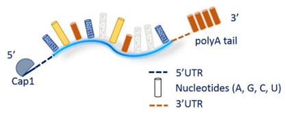 Mature mRNA（Unmodified nucleotides）with cap1 and PolyA tail
