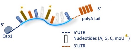 Mature mRNA（fully modified 5moU）with cap1 and PolyA tail