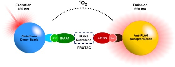 PROTAC Optimization Kit for IRAK4-Cereblon Binding（#78512）の反応スキーム