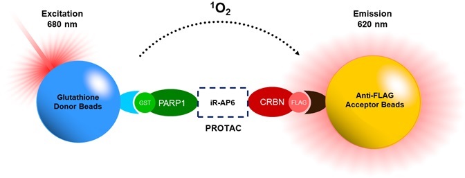 PROTAC Optimization Kit  for PARP1-Cereblon Binding（#78441）の反応スキーム