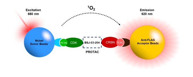 PROTAC Optimization Kit CDK Kinase-Cereblon Binding（#79924）の反応スキーム