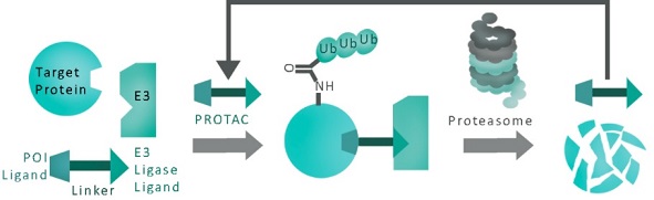 PROTACとプロテアソームの模式図