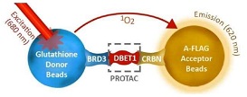 PROTAC Optimization Kit BET Bromodomein-Cereblon Binding（#79770）の反応スキーム