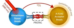 PROTAC Optimization Kit BET Bromodomein-Von Hippel Lindau（VHL）（#79790）の反応スキーム
