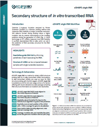 Secondary structure of in vitro transcribed RNA