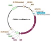 FCGR2A (Human) CRISPR/Cas9 Lentivirus (Integrating)ベクターマップ（#78207）